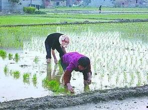 今日头条养花种菜文章,今日头条教你轻松打造绿色家园